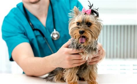 10 Common Yorkie Health Issues Canine Journal 10 Common Yorkie Health Issues Canine Journal