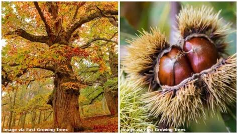 10 Different Types Of Chestnut Trees Identifying Features 10 Different Types Of Chestnut Trees Identifying Features