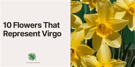 10 Flowers That Represent Virgo Zodiac S Inner Beauty Foliage Friend 10 Flowers That Represent Virgo Zodiac S Inner Beauty Foliage Friend