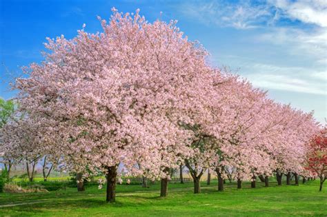 10 Interesting Facts About Cherry Blossoms You Didn T Know Blossom 10 Interesting Facts About Cherry Blossoms You Didn T Know Blossom