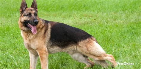 11 Of The Most Common Health Problems In German Shepherds German 11 Of The Most Common Health Problems In German Shepherds German