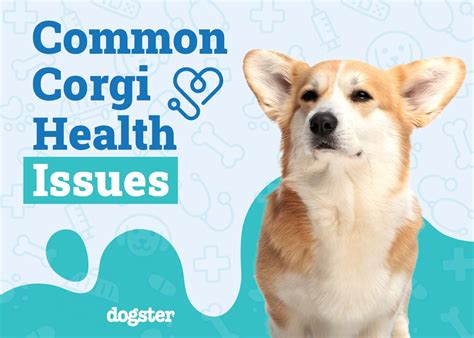12 Health Problems In Corgis Vet Approved Tips On What To Do Dogster 12 Health Problems In Corgis Vet Approved Tips On What To Do Dogster