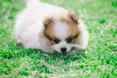 15 Most Common Pomeranian Health Issues 15 Most Common Pomeranian Health Issues