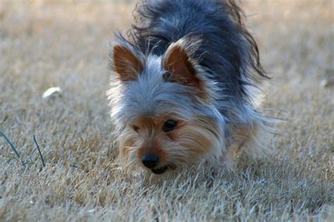 15 Most Common Yorkie Health Problems Everything You Need To Know 15 Most Common Yorkie Health Problems Everything You Need To Know
