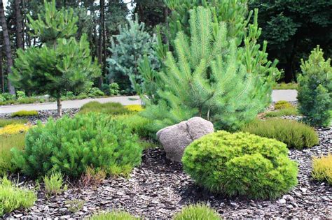 15 Pine Trees Landscaping Ideas Gardentabs Com