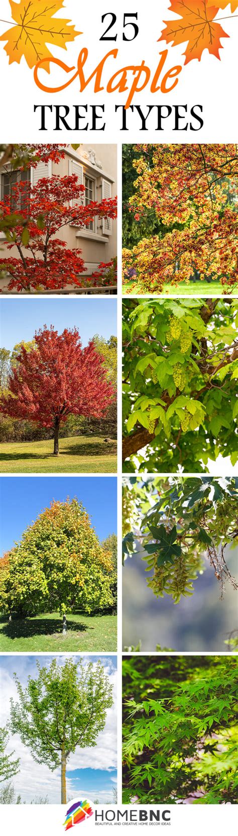 25 Stunning Types Of Maple Trees For Your Place In 2022 25 Stunning Types Of Maple Trees For Your Place In 2022