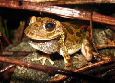 26 Frogs Toads Found In Arizona Pictures Included Frogpets 26 Frogs Toads Found In Arizona Pictures Included Frogpets