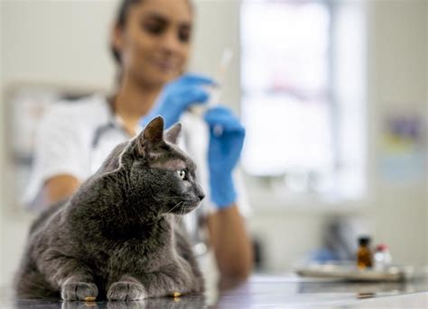 4 Most Common Cat Vaccine Reactions And When To Call Your Vet Petmd 4 Most Common Cat Vaccine Reactions And When To Call Your Vet Petmd