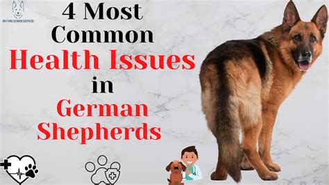 4 Most Common German Shepherd Health Problems Youtube 4 Most Common German Shepherd Health Problems Youtube