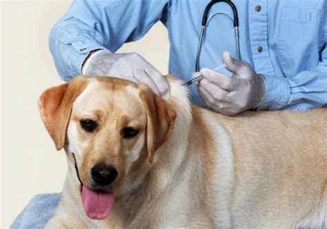 5 Facts About The Bordetella Vaccine For Dogs 5 Facts About The Bordetella Vaccine For Dogs