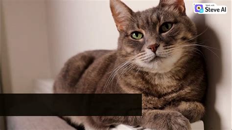 5 Things That Make Your Cat Sad Youtube 5 Things That Make Your Cat Sad Youtube