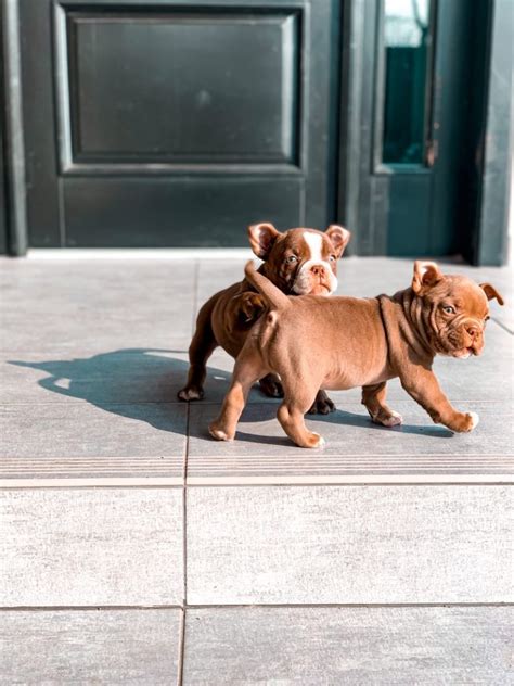 A Complete Guide To Caring For Your American Bully Puppy American A Complete Guide To Caring For Your American Bully Puppy American