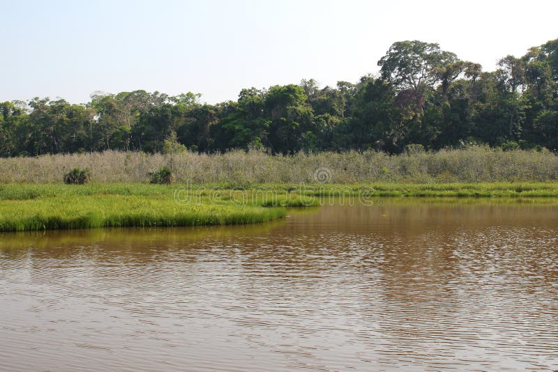 A Lake Surrounded By Grasses Lining The Amazon Rainforest In Tambopata A Lake Surrounded By Grasses Lining The Amazon Rainforest In Tambopata