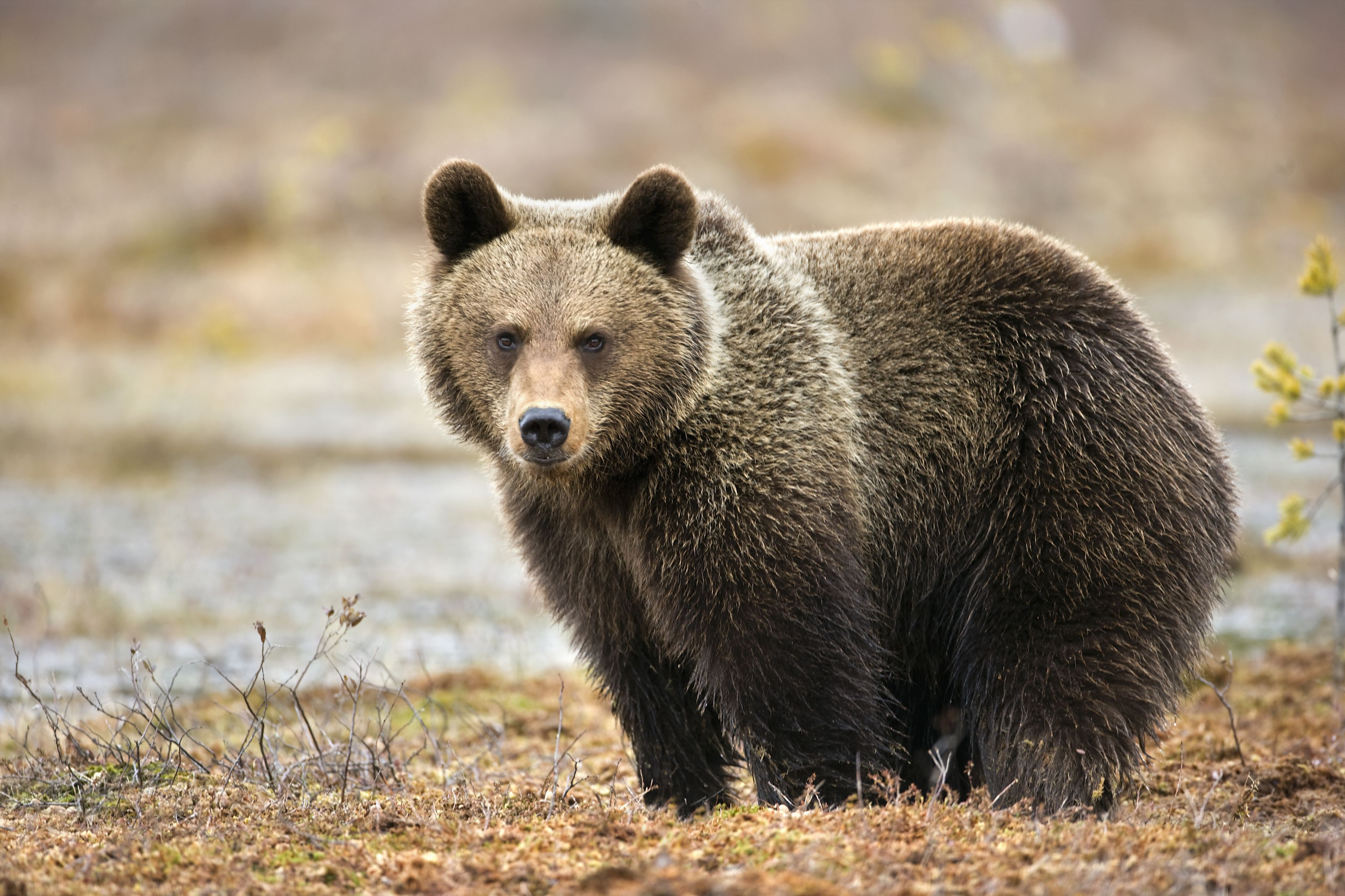 About Bear River Mental Health About Bear River Mental Health