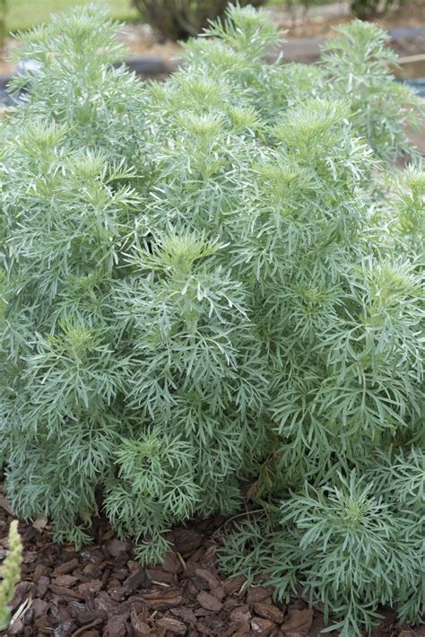 5 Absinthe Plant Facts