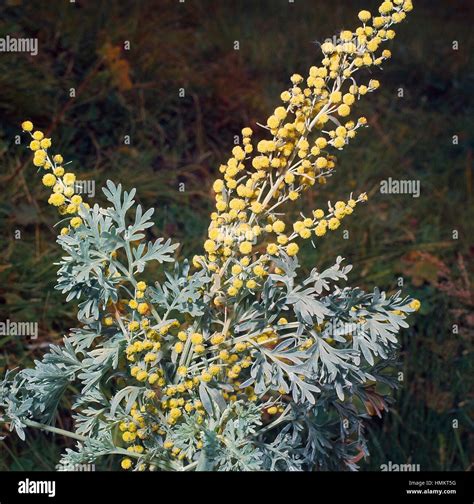 Absinthe Wormwood Effects