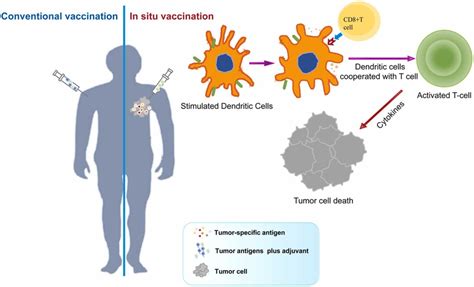 Advances In Therapeutic Cancer Vaccines Harnessing Immune Adjuvants For Enhanced Efficacy And Future Perspectives Sciencedirect