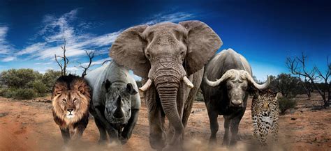 African Big 5 Hunt Costs Comprehensive Safari Pricing Guide African Big 5 Hunt Costs Comprehensive Safari Pricing Guide