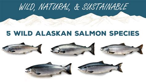 Alaska S Five Species Of Pacific Salmon Alaska Department Of Fish And Game