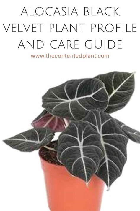Alocasia Black Velvet Plant Profile And Care Guide Alocasia Black Velvet Plant Profile And Care Guide