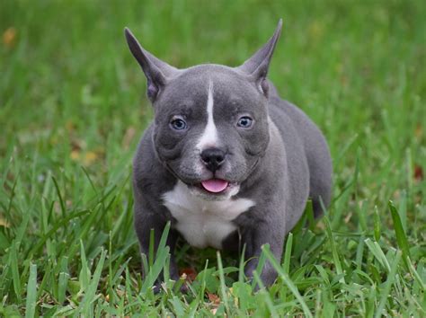 American Bully Pocket For Sale Finders American Bully Pocket For Sale Finders