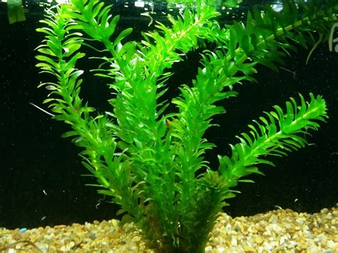 Anacharis Egeria Densa Brazilian Elodea Live Pond Plants Anacharis Egeria Densa Brazilian Elodea Live Pond Plants