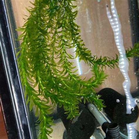 Anacharis Egeria Densa For Sale Easy Freshwater Aquarium Plant Anacharis Egeria Densa For Sale Easy Freshwater Aquarium Plant