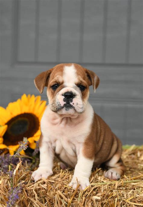 Angie Beabull For Sale In Howard Oh Buckeye Puppies Angie Beabull For Sale In Howard Oh Buckeye Puppies