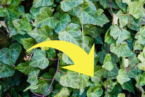 Any Idea On The Cause These Brown Spots On My Ivy R Gardening Any Idea On The Cause These Brown Spots On My Ivy R Gardening
