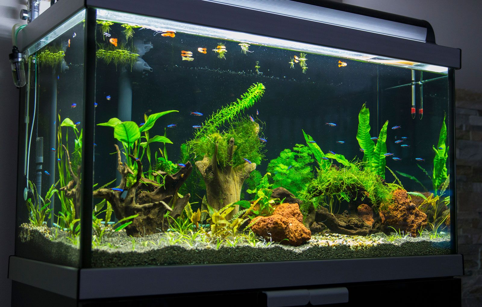 Aquarium Veterans Day New York