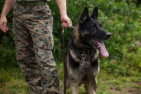 Are Military Dogs Ranked
