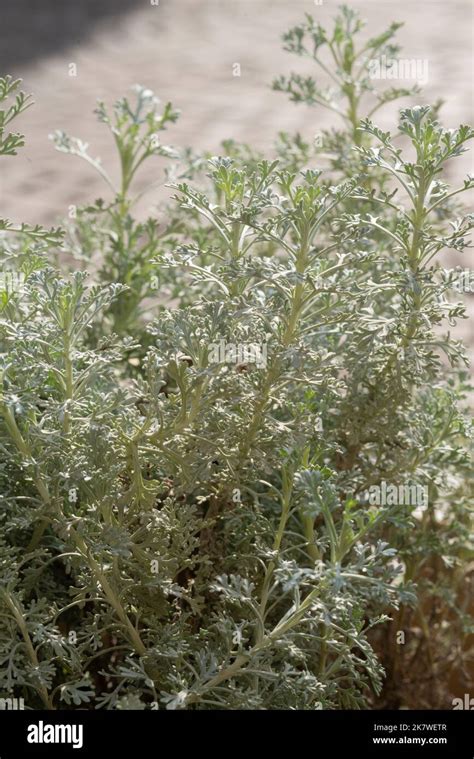 Artemisia Absinthium Absinthe Wormwood Plant Stock Photo Alamy Artemisia Absinthium Absinthe Wormwood Plant Stock Photo Alamy