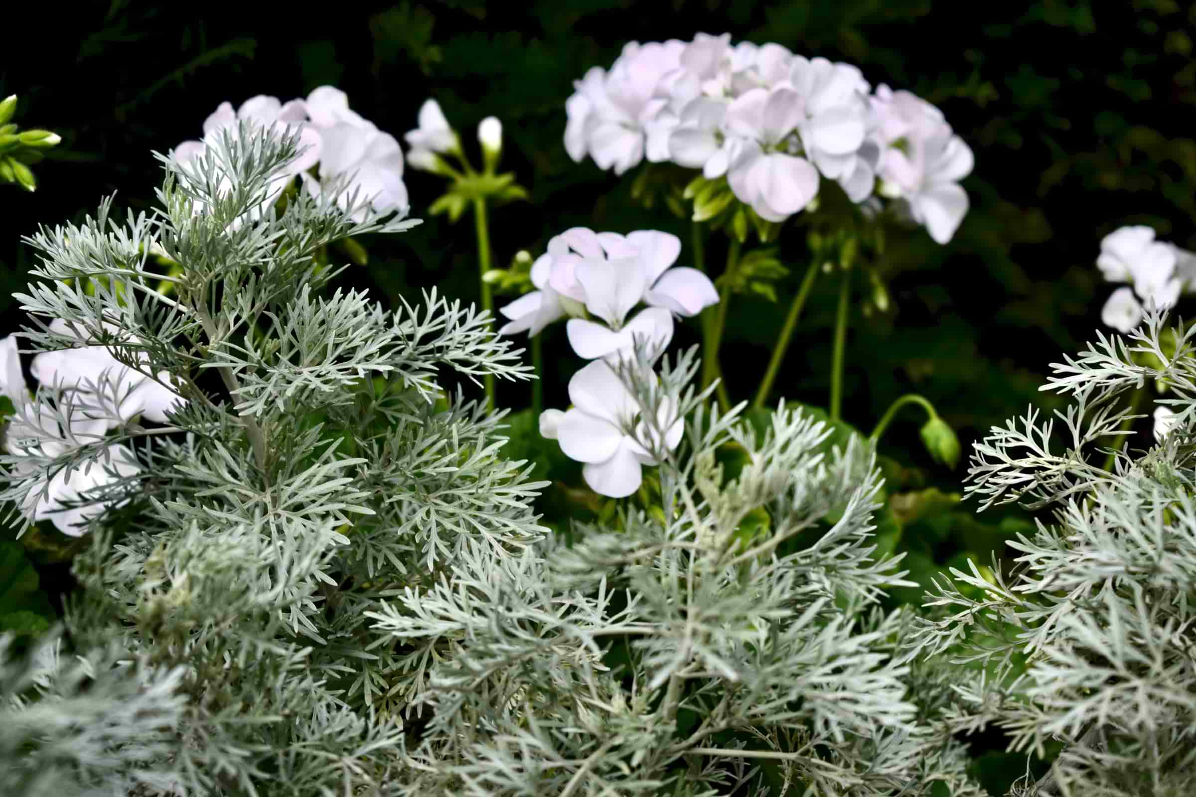Artemisia Absinthium Facts Benefits Grow Care Tips Artemisia Absinthium Facts Benefits Grow Care Tips