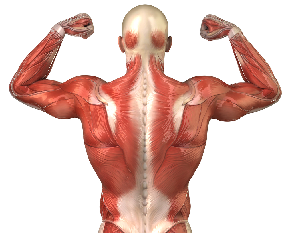 Back To Health Chiropractic Center Updated April 2025 13 Reviews Back To Health Chiropractic Center Updated April 2025 13 Reviews