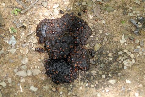 Backyard Animal Poop Identification Guide Nextgen Backyard Animal Poop Identification Guide Nextgen