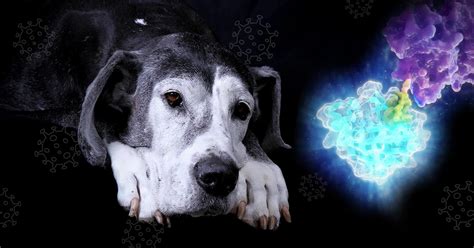 Barking Up The Right Tree Using Nanoluc To Screen For Canine Distemper Antivirals Promega Connections Barking Up The Right Tree Using Nanoluc To Screen For Canine Distemper Antivirals Promega Connections