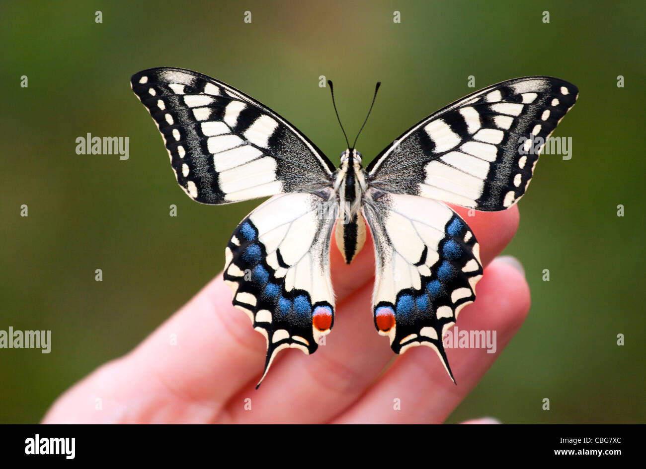 Beautiful Monarch Butterfly On Human Hand Stock Photo Alamy Beautiful Monarch Butterfly On Human Hand Stock Photo Alamy