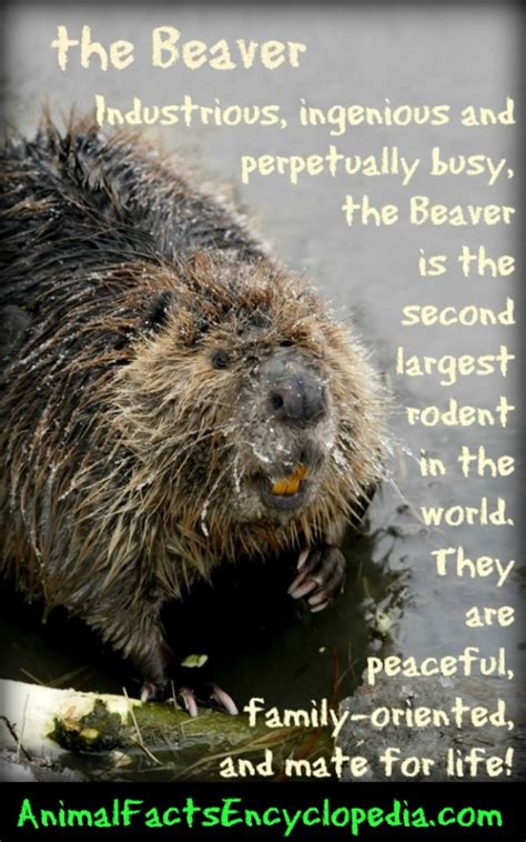 Beaver Facts Animal Facts Encyclopedia