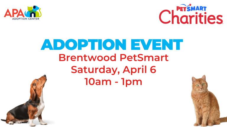 Bellevue Wa Adoption Event Petsmart Bellevue Wa April 7 2024 Bellevue Wa Adoption Event Petsmart Bellevue Wa April 7 2024