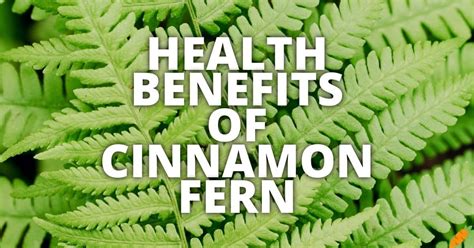 Benefits Fern Health Image