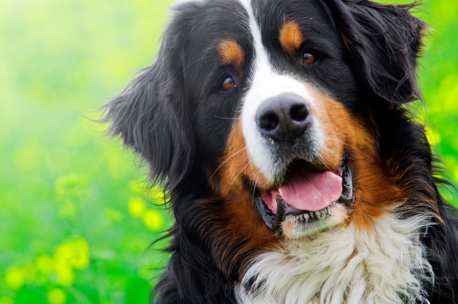 Bernese Mountain Dog Health Issues