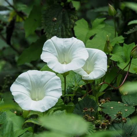 Bindweed Flowers In A Summer Hedgerow Flowers Beautiful Flowers Bindweed Flowers In A Summer Hedgerow Flowers Beautiful Flowers