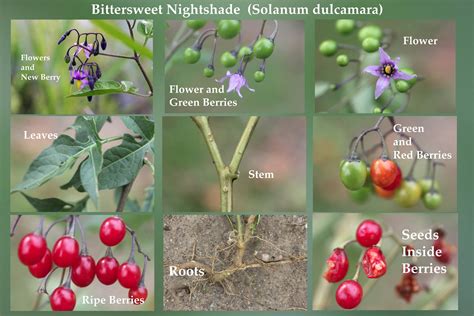 Bittersweet Nightshade Uses Bittersweet Nightshade Uses