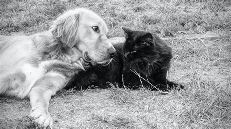 Black Cat Golden Retriever Dating Theory