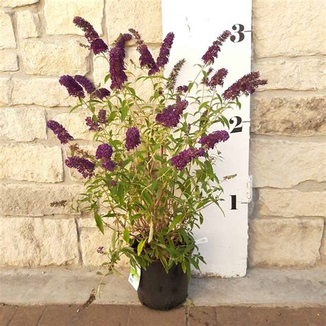 Black Knight Butterfly Bush 2 Container Grimm S Gardens Black Knight Butterfly Bush 2 Container Grimm S Gardens