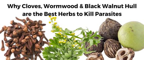 Black Walnut Hull Parasites Black Walnut Hull Parasites