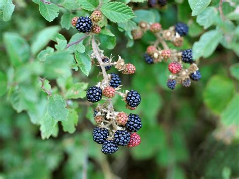 Identify Blackberry