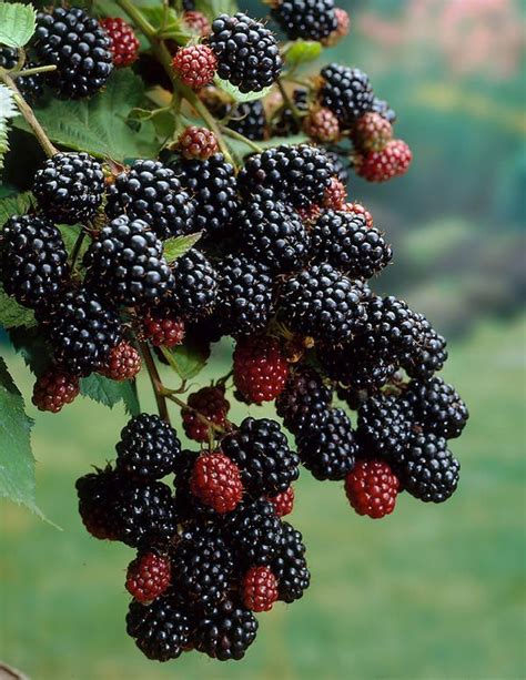 Blackberry Plant Australia At Leroy Griffith Blog Blackberry Plant Australia At Leroy Griffith Blog