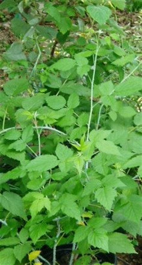Blackcap Bushes For Gardens