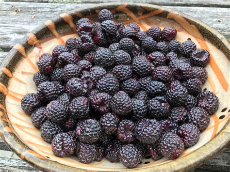 Blackcaps Berry Benefits